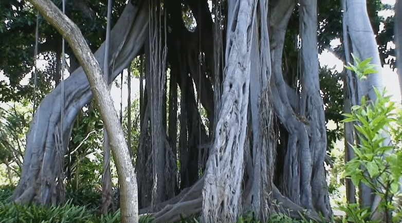 Ficus macrophylla f. columnaris, con sus impresionantes raíces